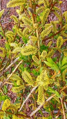 Salix udensis