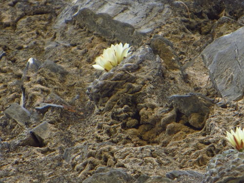 Strombocactus disciformis