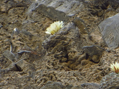 Strombocactus disciformis disciformis