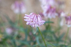 Trifolium dedeckerae