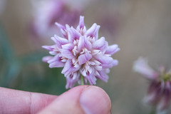 Trifolium dedeckerae
