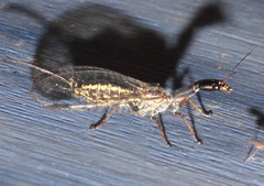 Phaeostigma