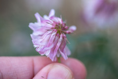 Trifolium dedeckerae