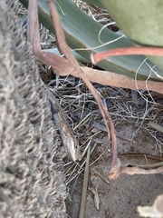 Urosaurus graciosus