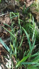Carex glaucodea