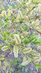 Salix udensis