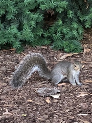 Sciurus carolinensis