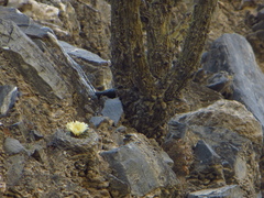 Strombocactus disciformis disciformis