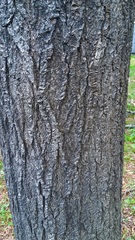 Salix udensis