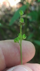 Pediomelum tenuiflorum
