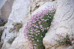 Trifolium dedeckerae
