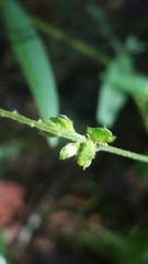 Pediomelum tenuiflorum