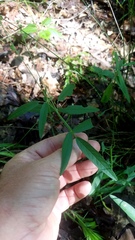 Pediomelum tenuiflorum
