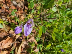 Brillantaisia owariensis