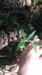 Pediomelum tenuiflorum
