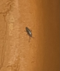 Willowsia nigromaculata