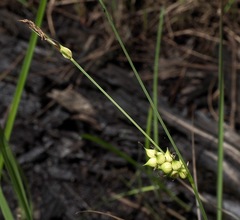 Carex striata