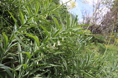 Polygonatum sewerzowii