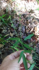 Pediomelum tenuiflorum