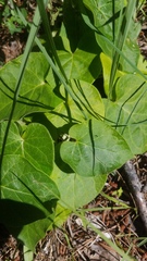 Matelea hirtelliflora