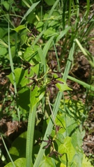 Matelea hirtelliflora