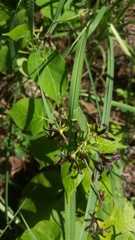 Matelea hirtelliflora