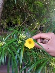 Cascabela thevetia peruviana