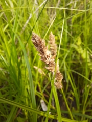 Carex sartwellii