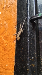 Anolis laeviventris