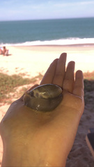 Olivancillaria