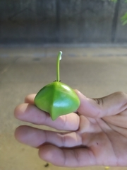 Cascabela thevetia peruviana