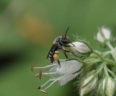 Andrena geranii