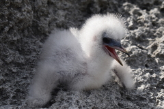 Phaethon lepturus catesbyi