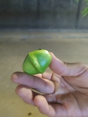 Cascabela thevetia peruviana