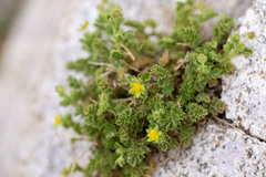 Ivesia saxosa
