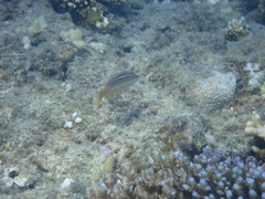 Lutjanus carponotatus