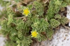 Ivesia saxosa