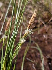 Carex limosa