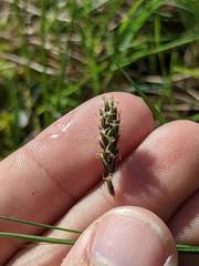 Carex limosa