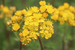Hypericum scabrum