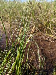 Carex limosa