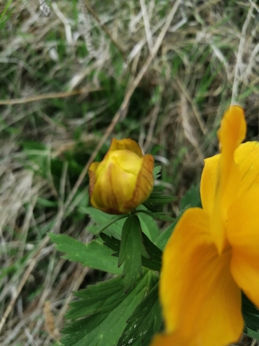 Trollius asiaticus (Trollius asiaticus)