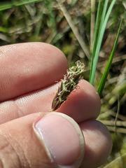 Carex limosa
