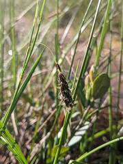 Carex limosa