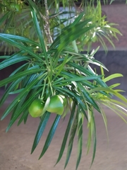 Cascabela thevetia peruviana