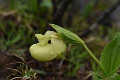 Cypripedium flavum