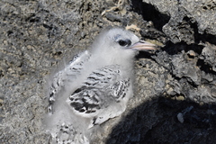 Phaethon lepturus catesbyi