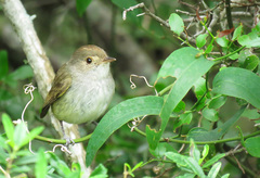 Euscarthmus meloryphus