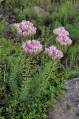 Pseudosedum longidentatum