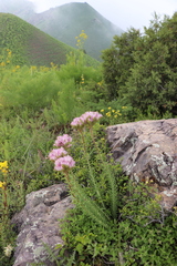 Pseudosedum longidentatum